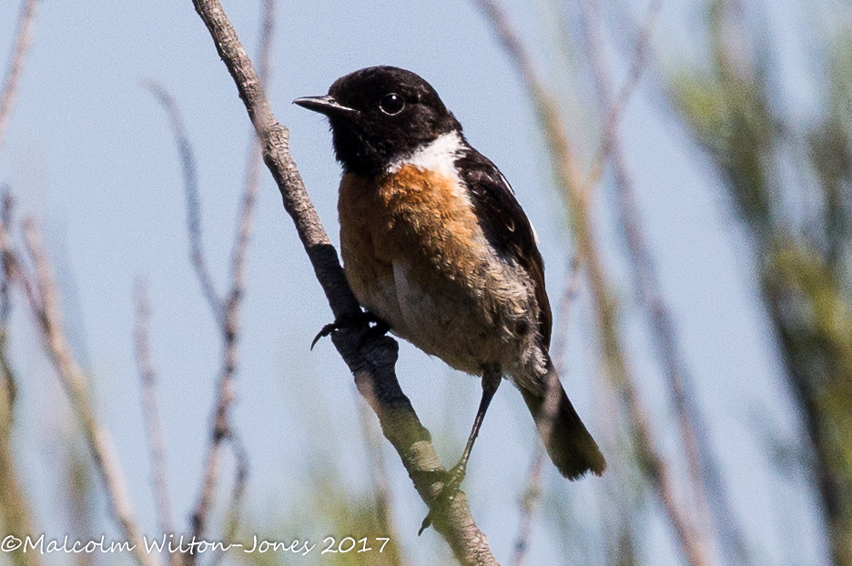 Stonechat; Tarabilla Común