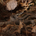 Eastern Hognose