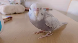 インコ可愛い過ぎて❤️