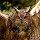 Owl Wallpapers Owl New Tab HD