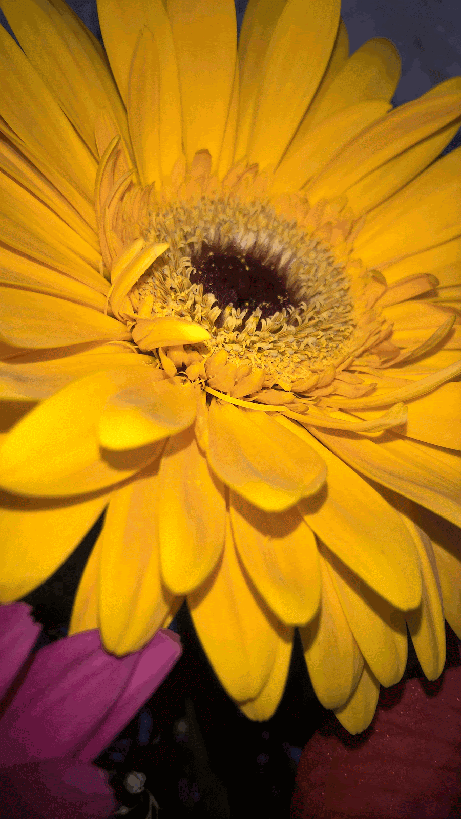 flor original GIF.gif