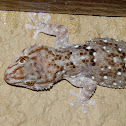 Turner's tubercled gecko