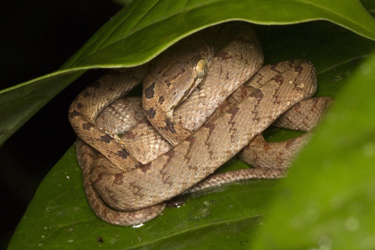 Common Cat Snake