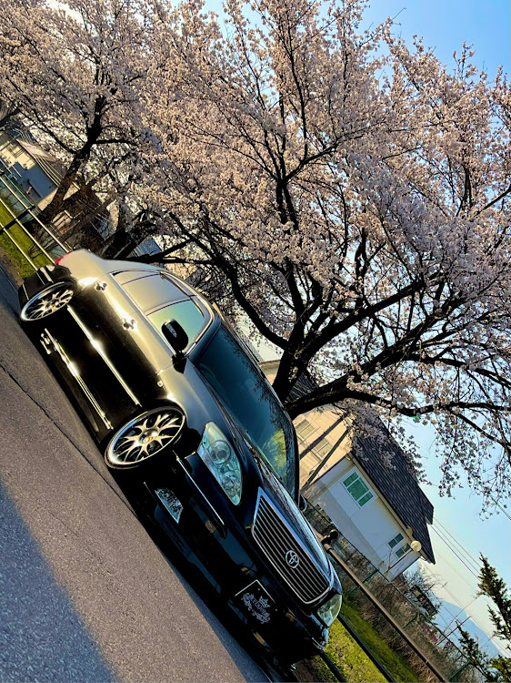 セルシオのまだまだ続く( ˙꒳˙ )・桜コラボ🌸・桜🌸鳥居⛩セルシオ✨に関するカスタム事例の投稿画像13枚目