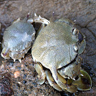 Spotted moon crab