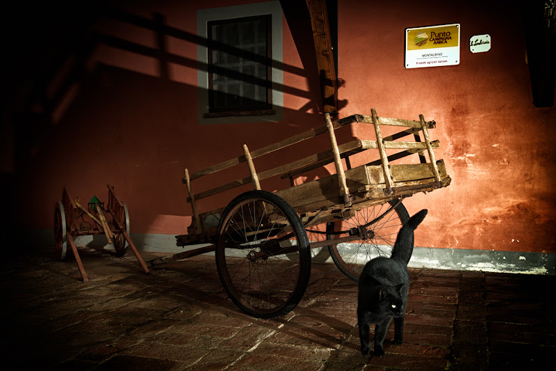 Mi è sembrato di vedere un gatto! di Nicola Serena