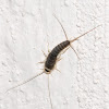 Silverfish