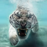 Tiger Live Wallpaper icon