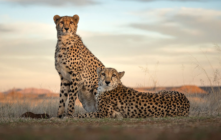 Magnificent cheetah are also to be found at Tiger Canyon.