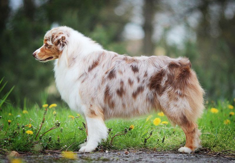 Chó chăn cừu Úc. Giá mua bán chó Australian Shepherd ở Việt Nam