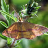 Chickweed Geometer