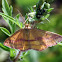 Chickweed Geometer