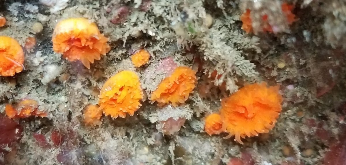 Orange cup coral