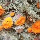 Orange cup coral