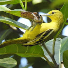 Common Iora