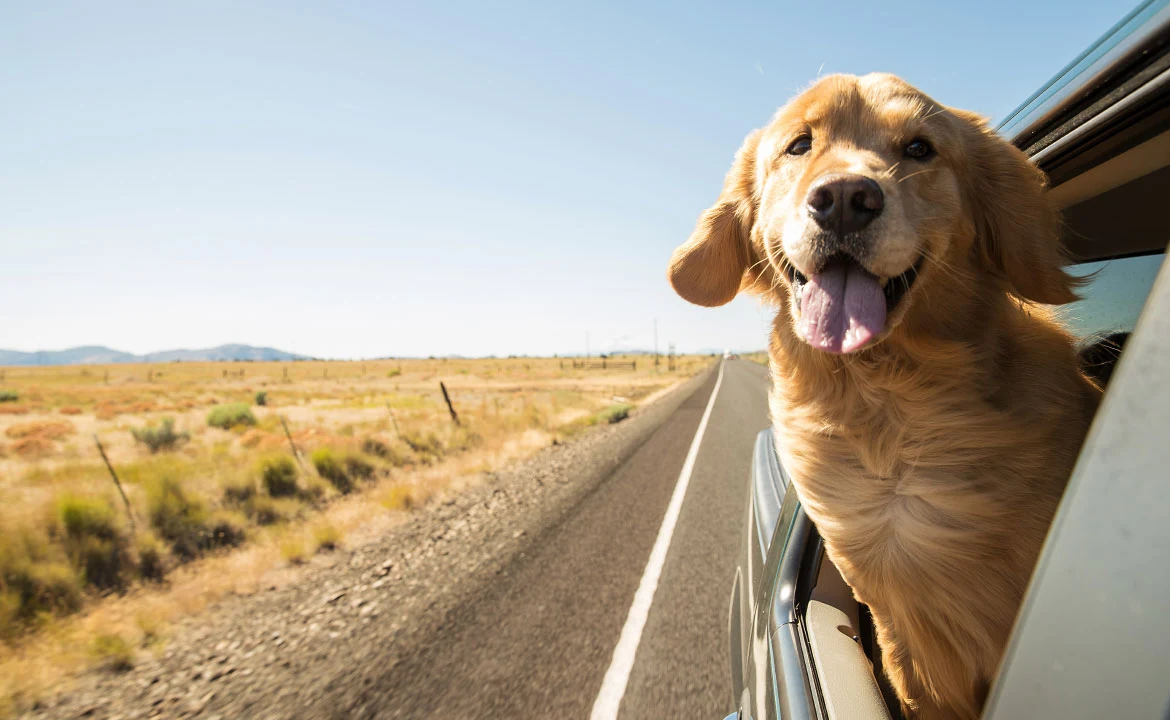 Easy Trip Planner: Effortless Pet-Friendly Travel for You and Your Furry Friends 