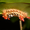 Caterpillar