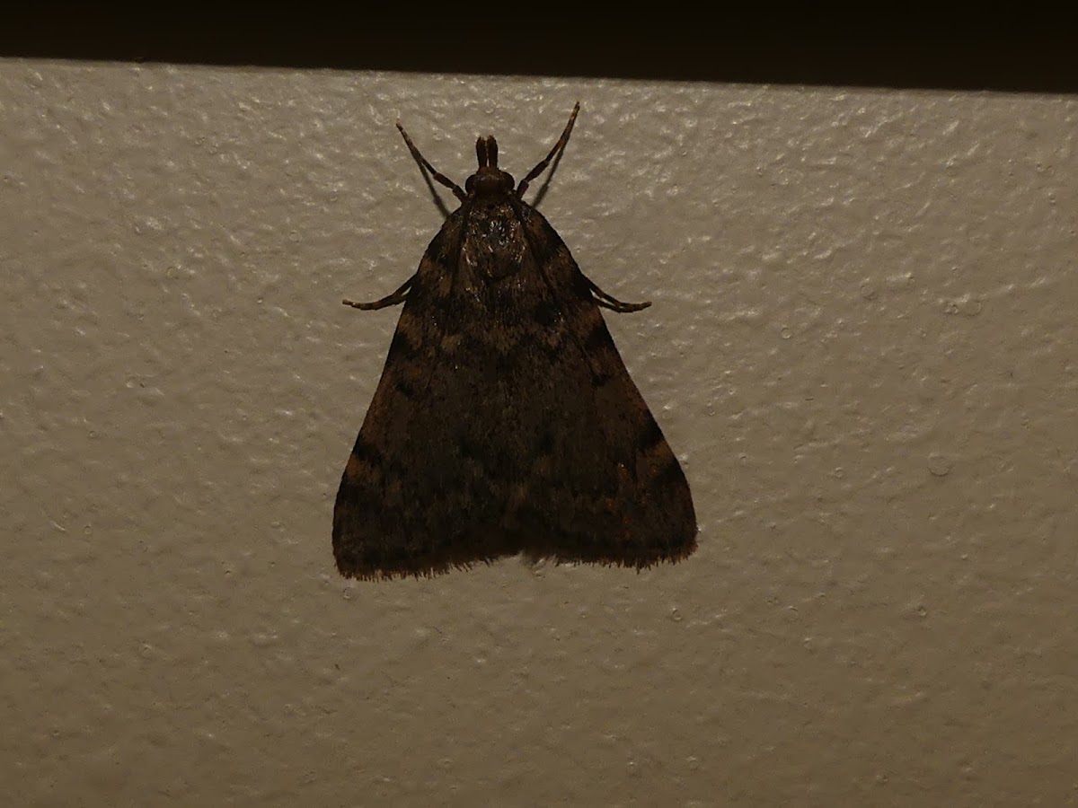 Large Tabby Micro-moth