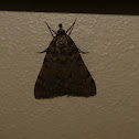 Large Tabby Micro-moth