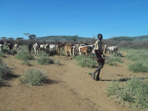 A file photo of a Maasai moran grazing his livestock at Nachola village, Samburu county. /WANJOHI GAKIO