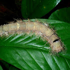 Caterpillar of Lappet Moth