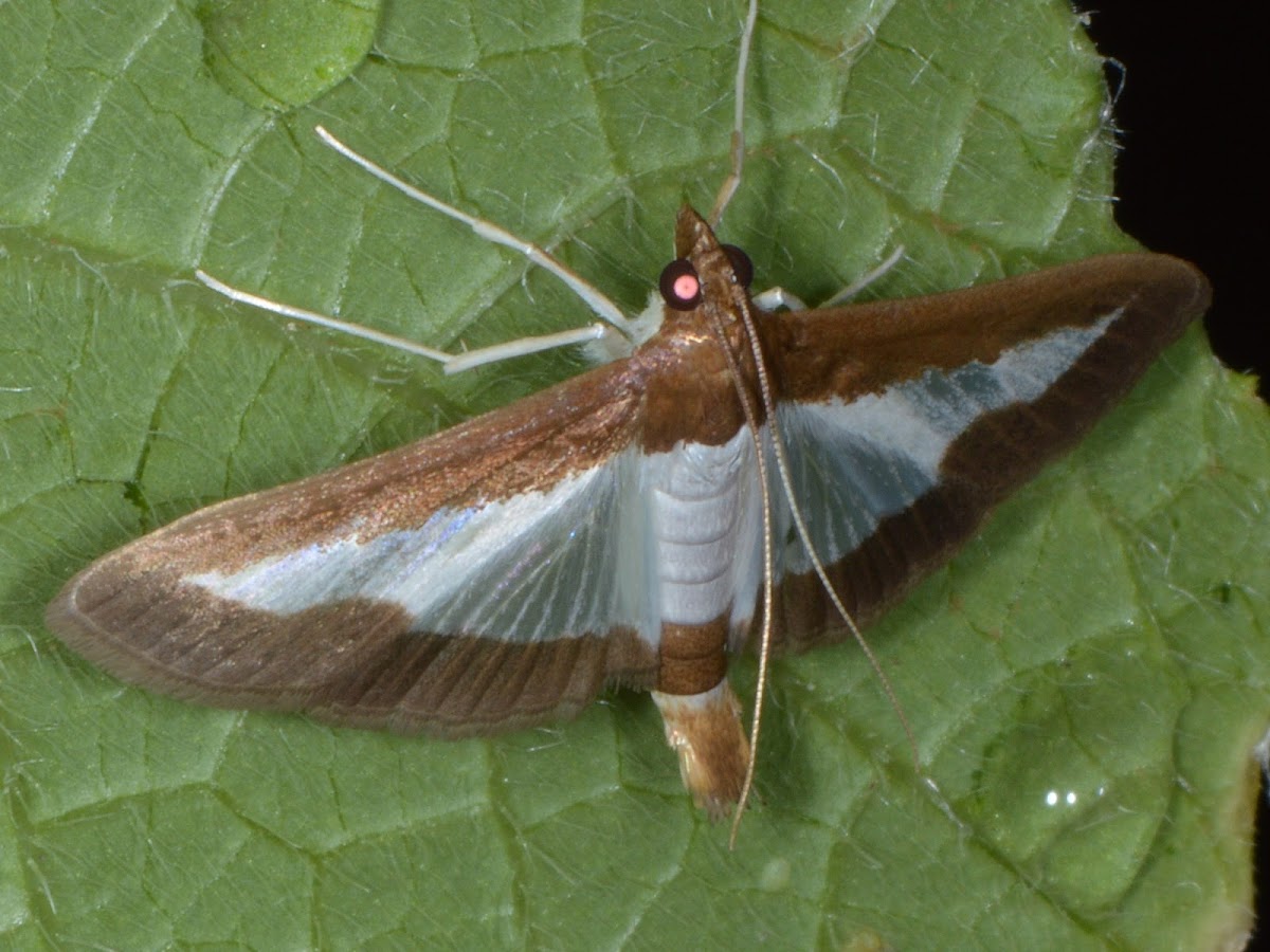 Cucumber Moth