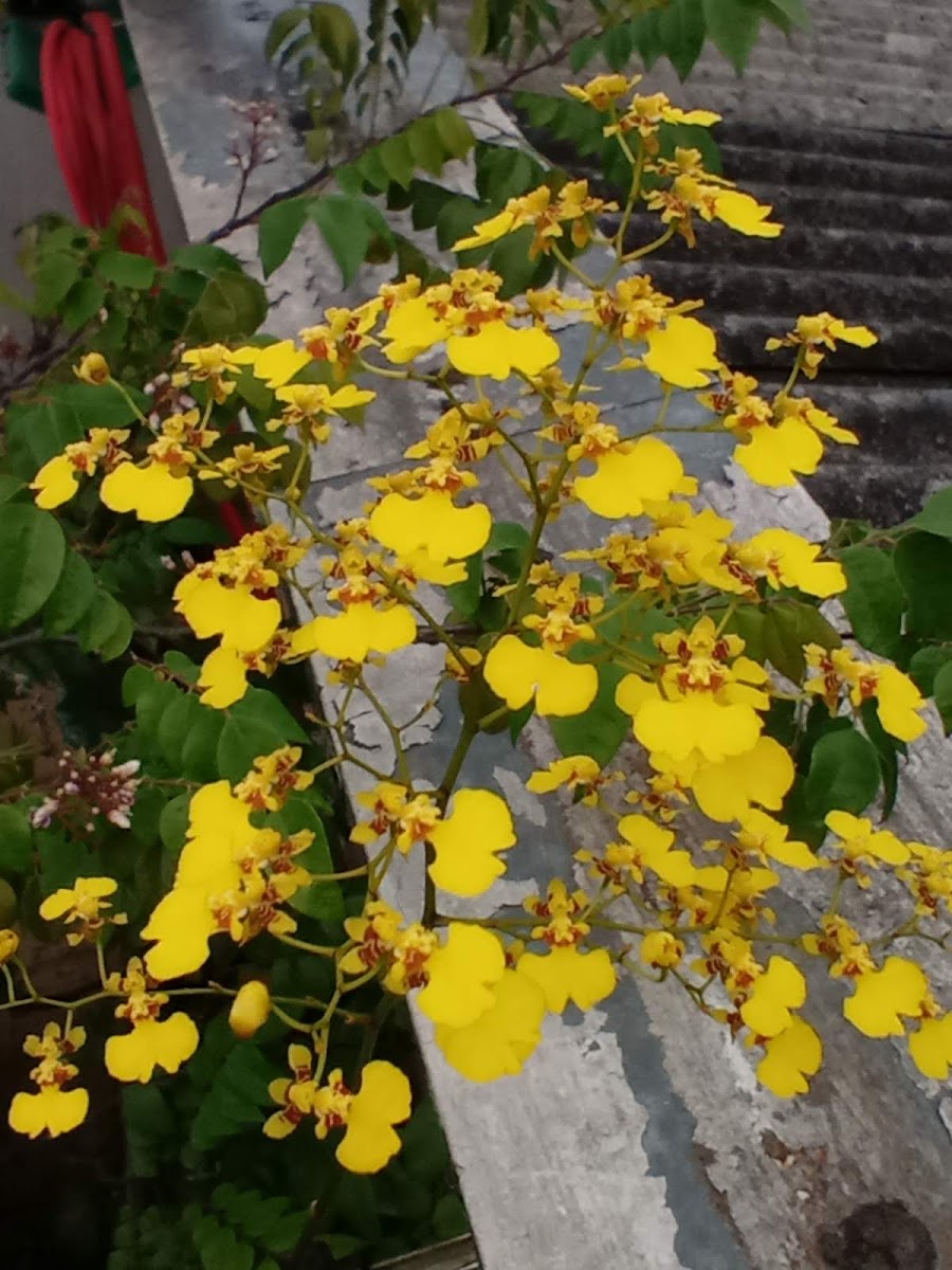 Orquídea Chuva de Ouro