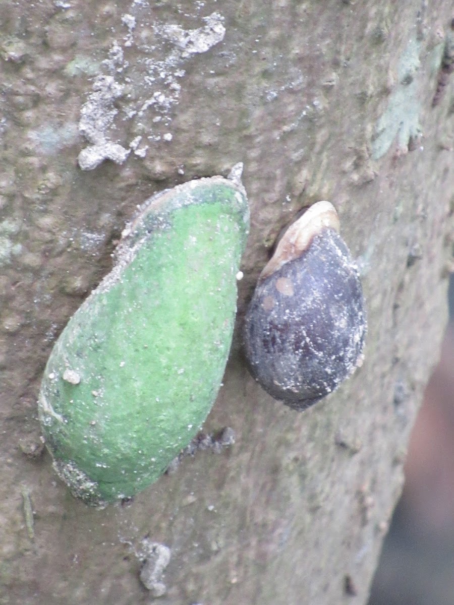 Mangrove Ear Snails