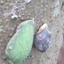 Mangrove Ear Snails