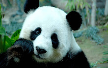 Cute Pandas Wallpaper HD Custom New Tab small promo image