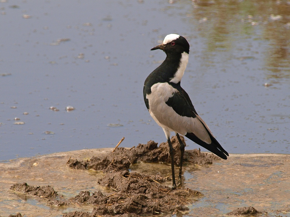 Avefría armada (Blacksmith lapwing)