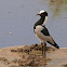 Avefría armada (Blacksmith lapwing)