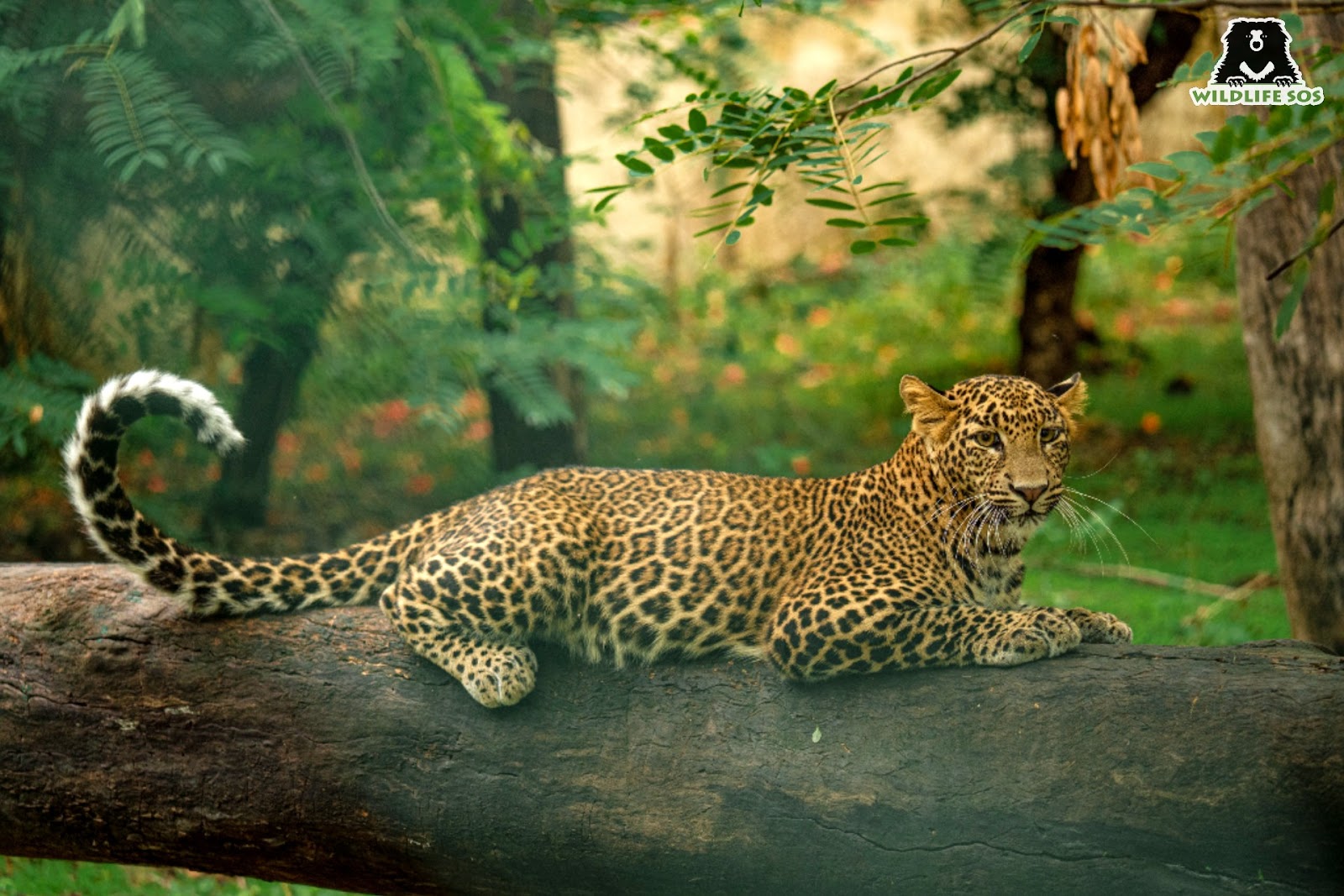 aditi was brought as a leopard cub