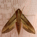 Hawk Moth (♂)