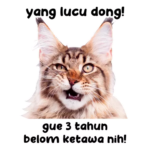 Paling Inspiratif Stiker  Wa  Kucing  Imut Aneka Stiker  Keren