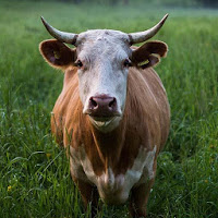 Cow Sounds - RingtoneAlarm  Notification Sounds