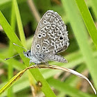 Ceraunus Blue Butterfly