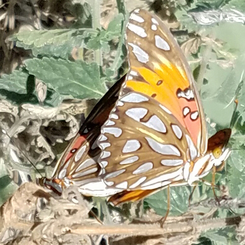 Gulf fritillary