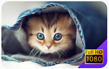 Cute Cat Wallpapers and New Tab small promo image