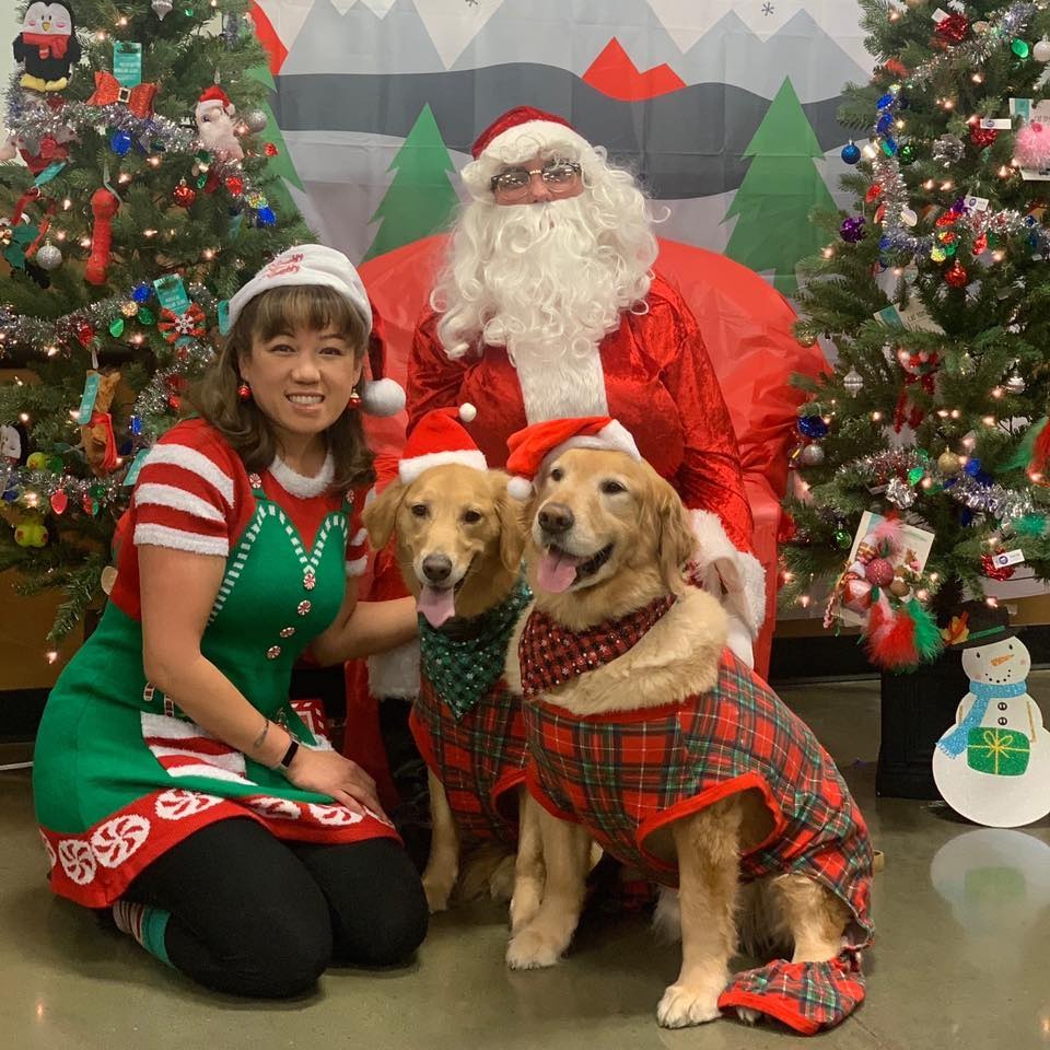 MJ and her goldens and Santa pet sitting and dog walking