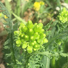 Smalls Ragwort