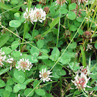 White Clover