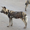 African wild dog