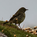 Rock Pipit