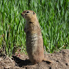 Townsend's ground squirrel