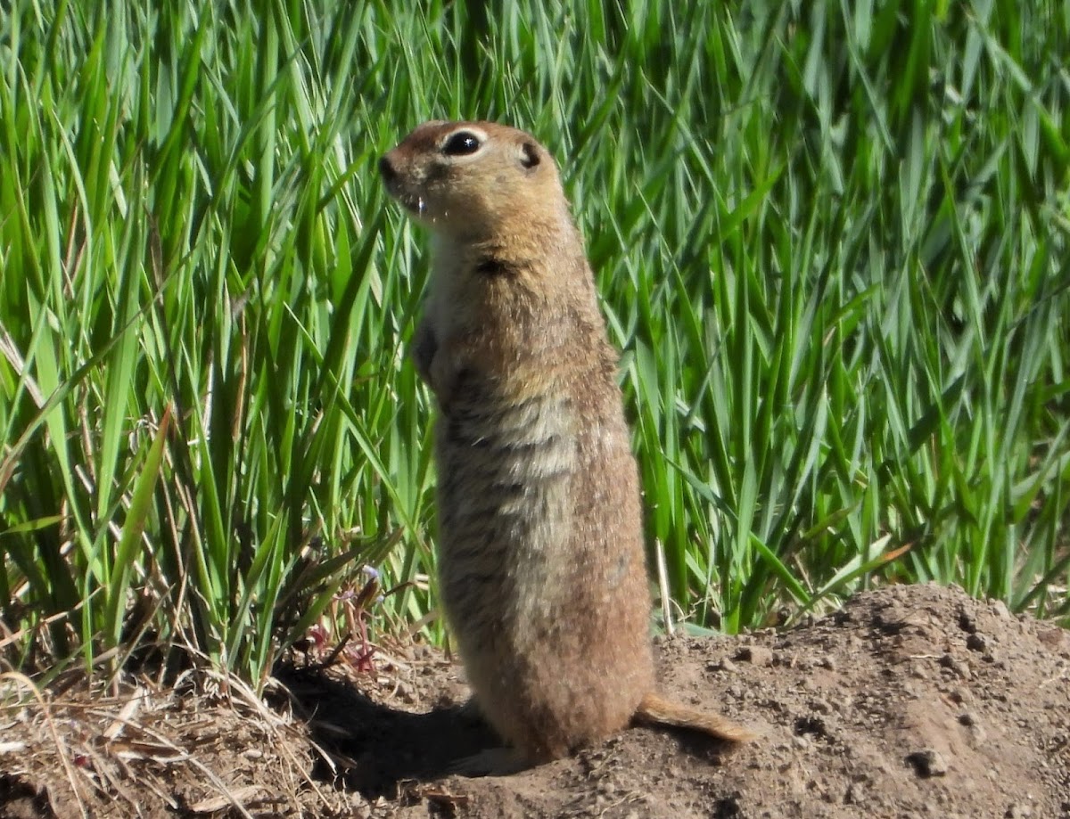 Townsend's ground squirrel