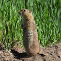 Townsend's ground squirrel