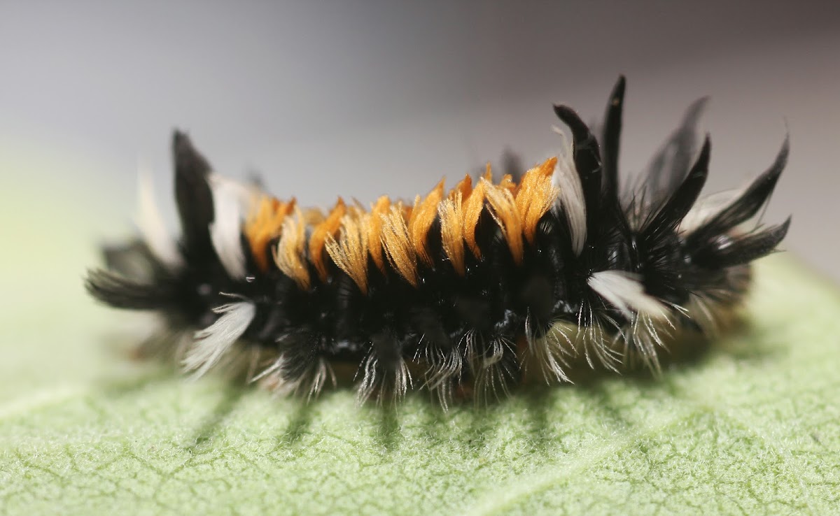 Milkweed Tussock - 8238