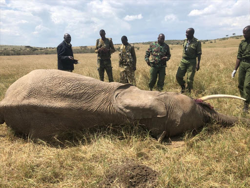 The second elephant carcass reported in the two-day period of September 14 and 15./MEP