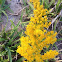 Tall Goldenrod